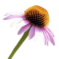 Purple Coneflower